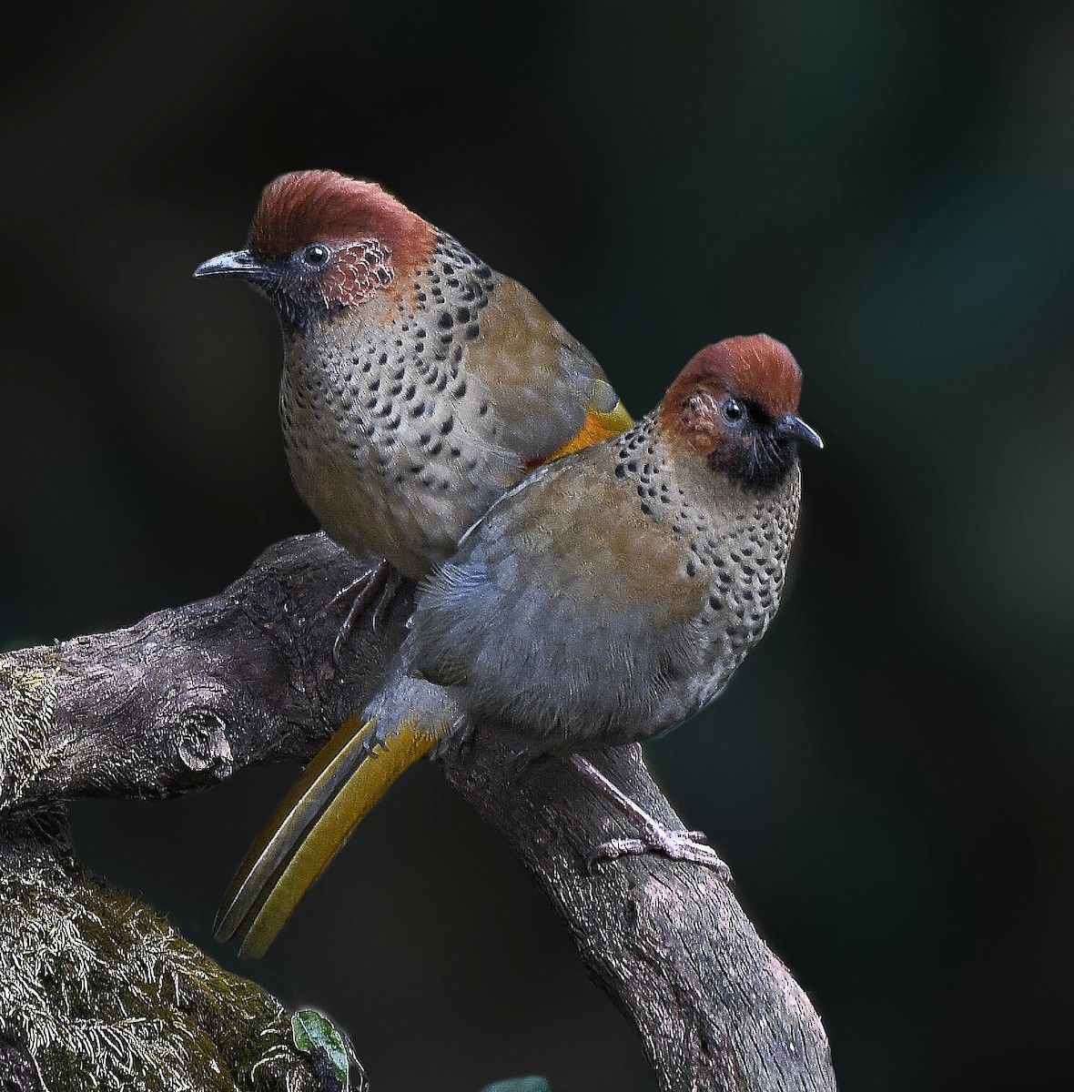 Chestnut-crowned Laughingthrush - ML612444719