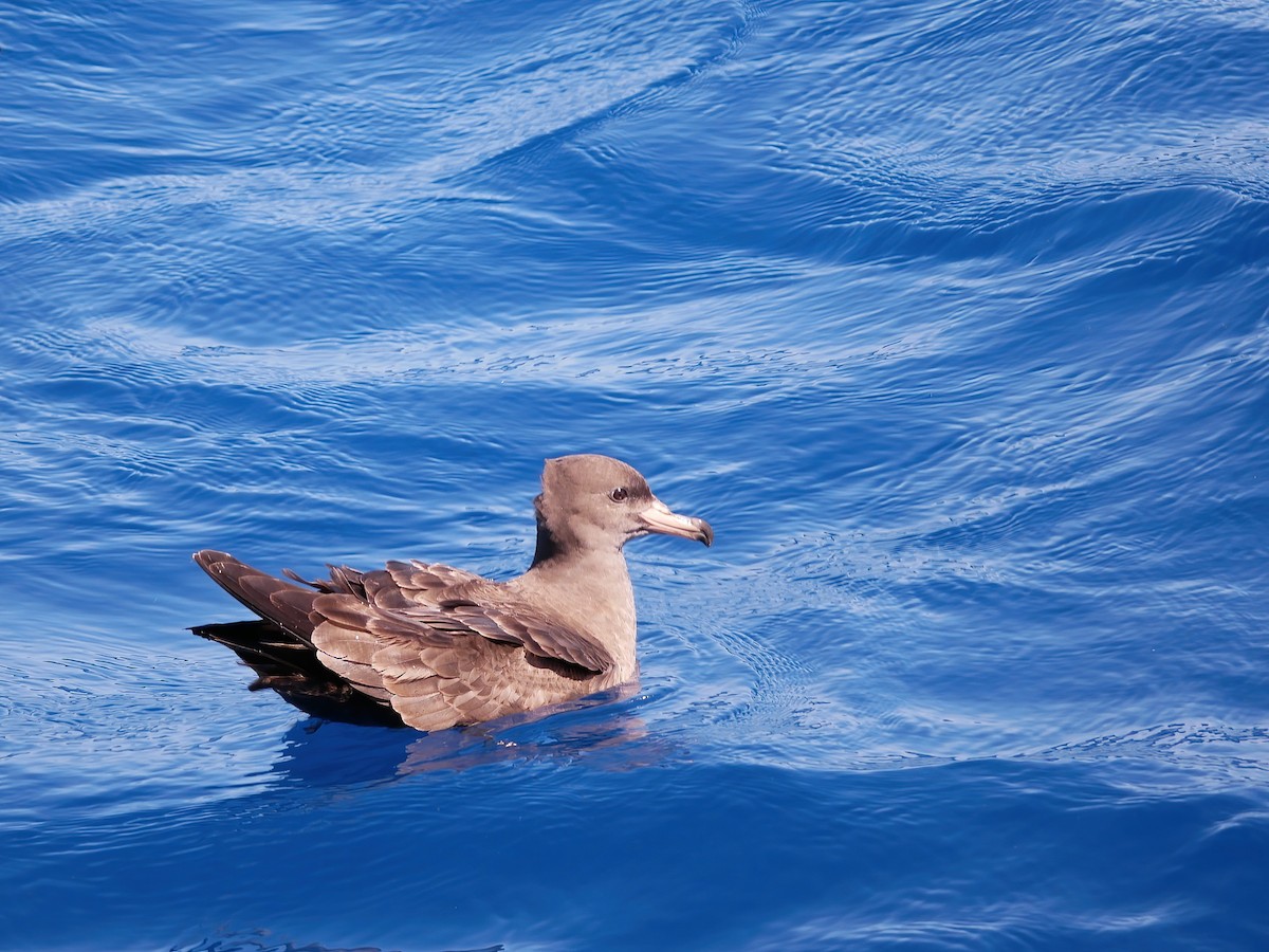 Flesh-footed Shearwater - ML612444933