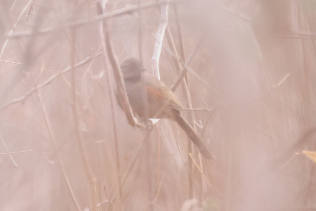 Red-shouldered Spinetail - Charles Davies