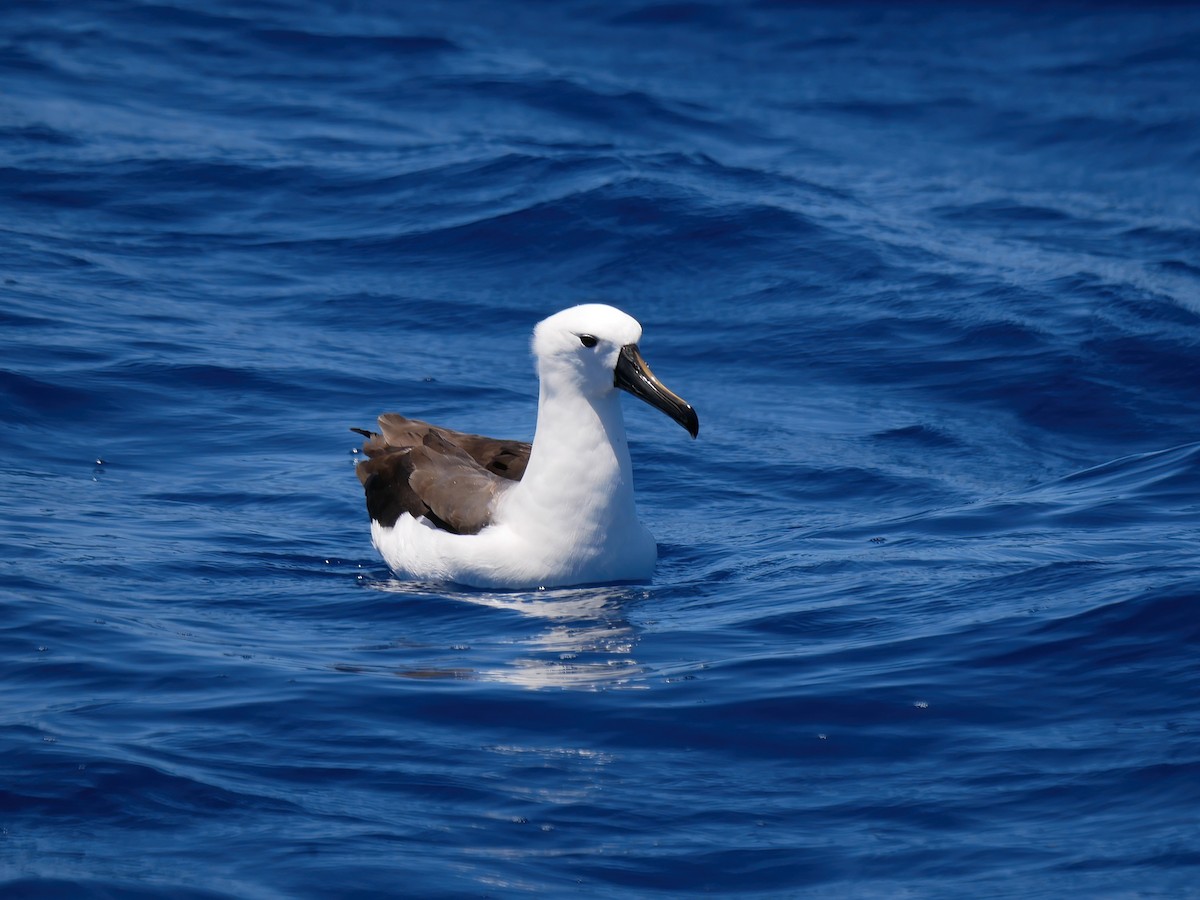 Indian Yellow-nosed Albatross - ML612445095