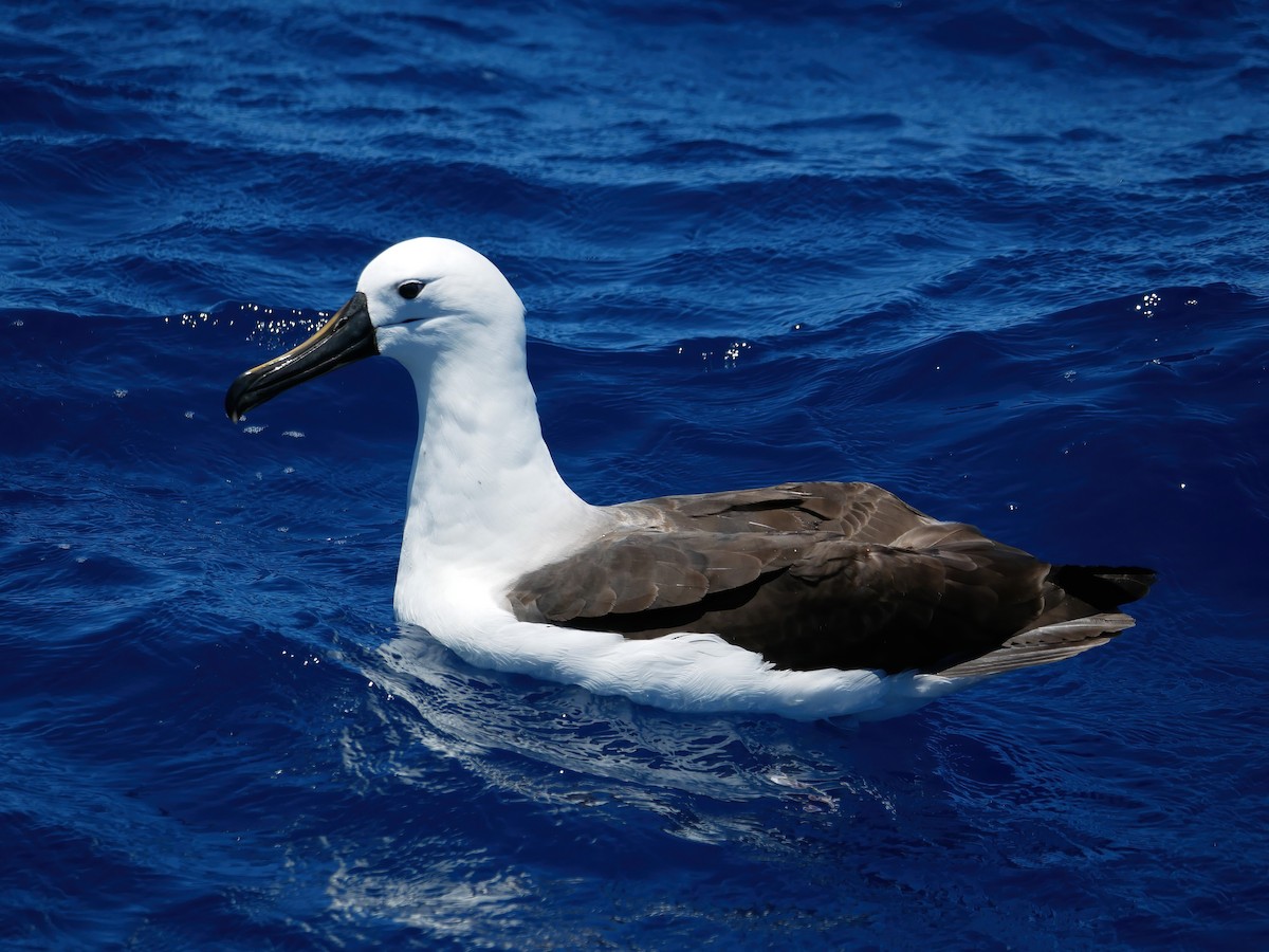 Indian Yellow-nosed Albatross - ML612445101