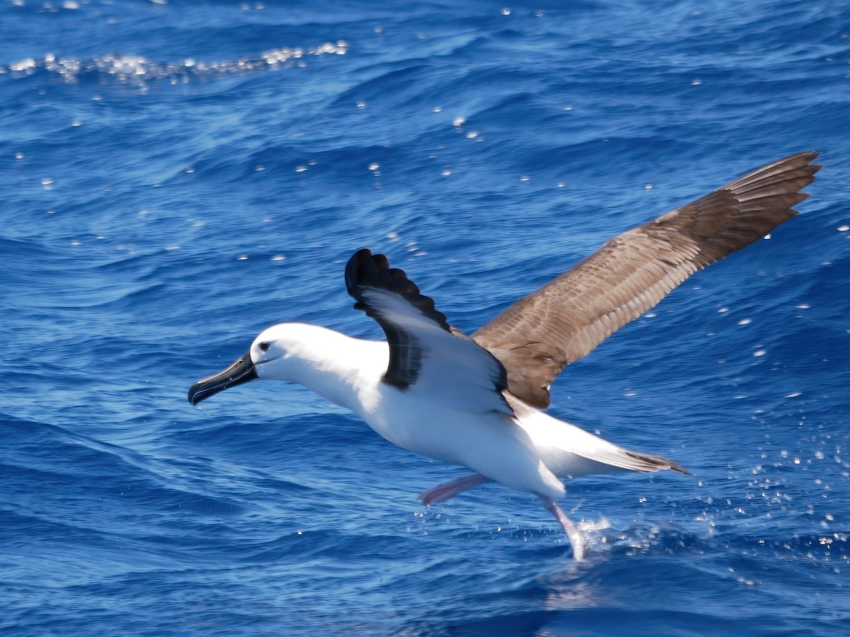 Indian Yellow-nosed Albatross - ML612445103