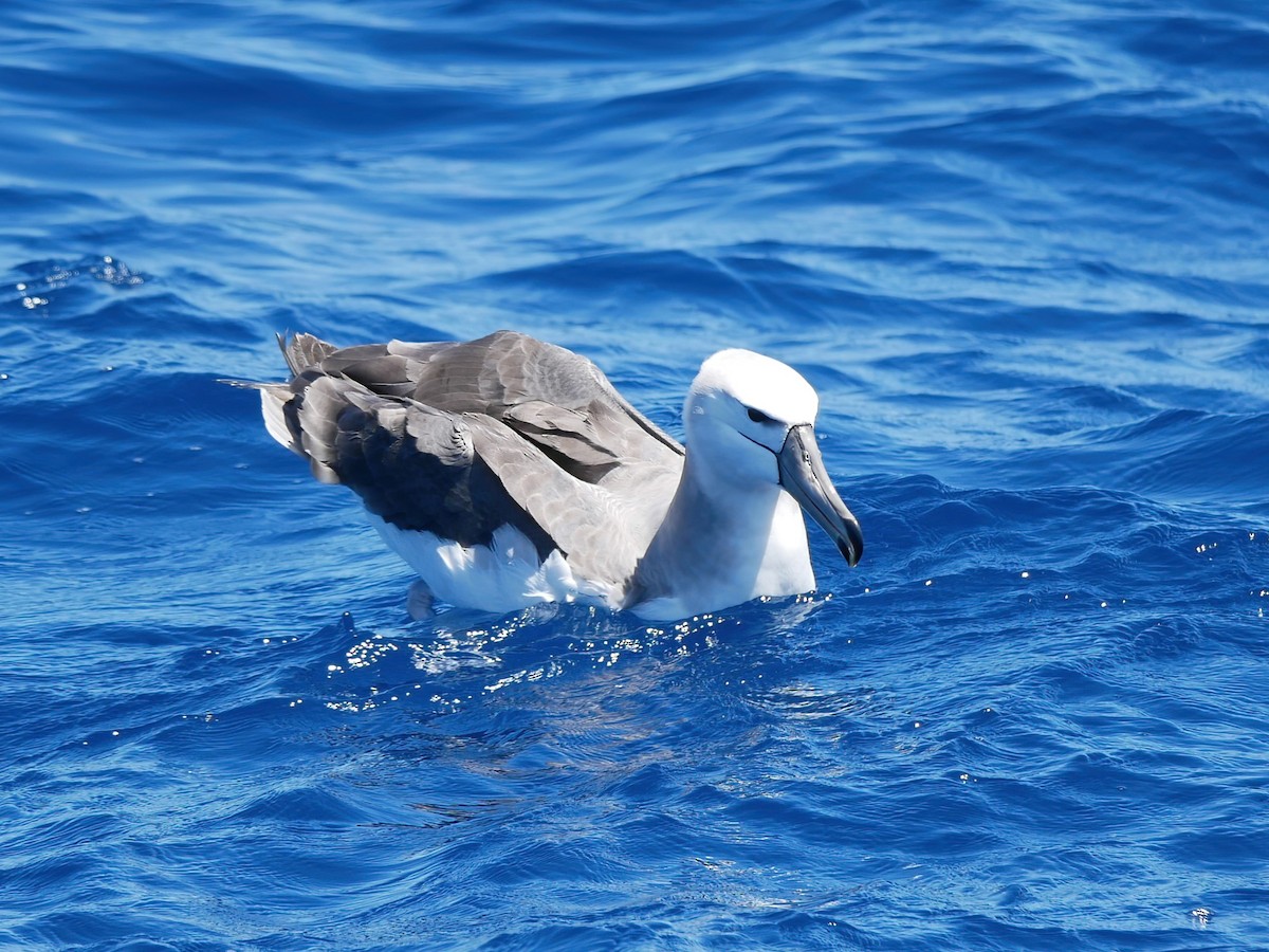 White-capped Albatross - ML612445116