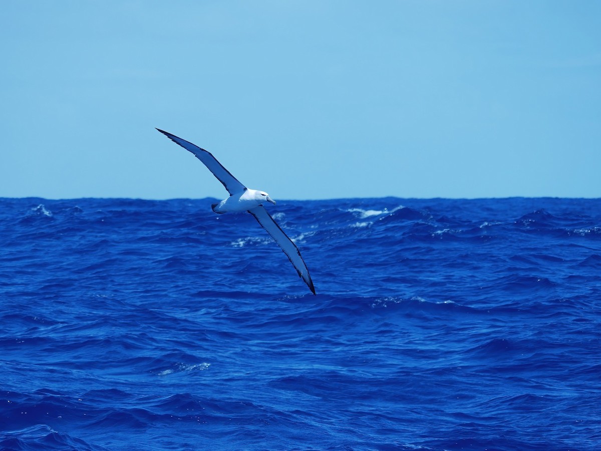 White-capped Albatross - ML612445121
