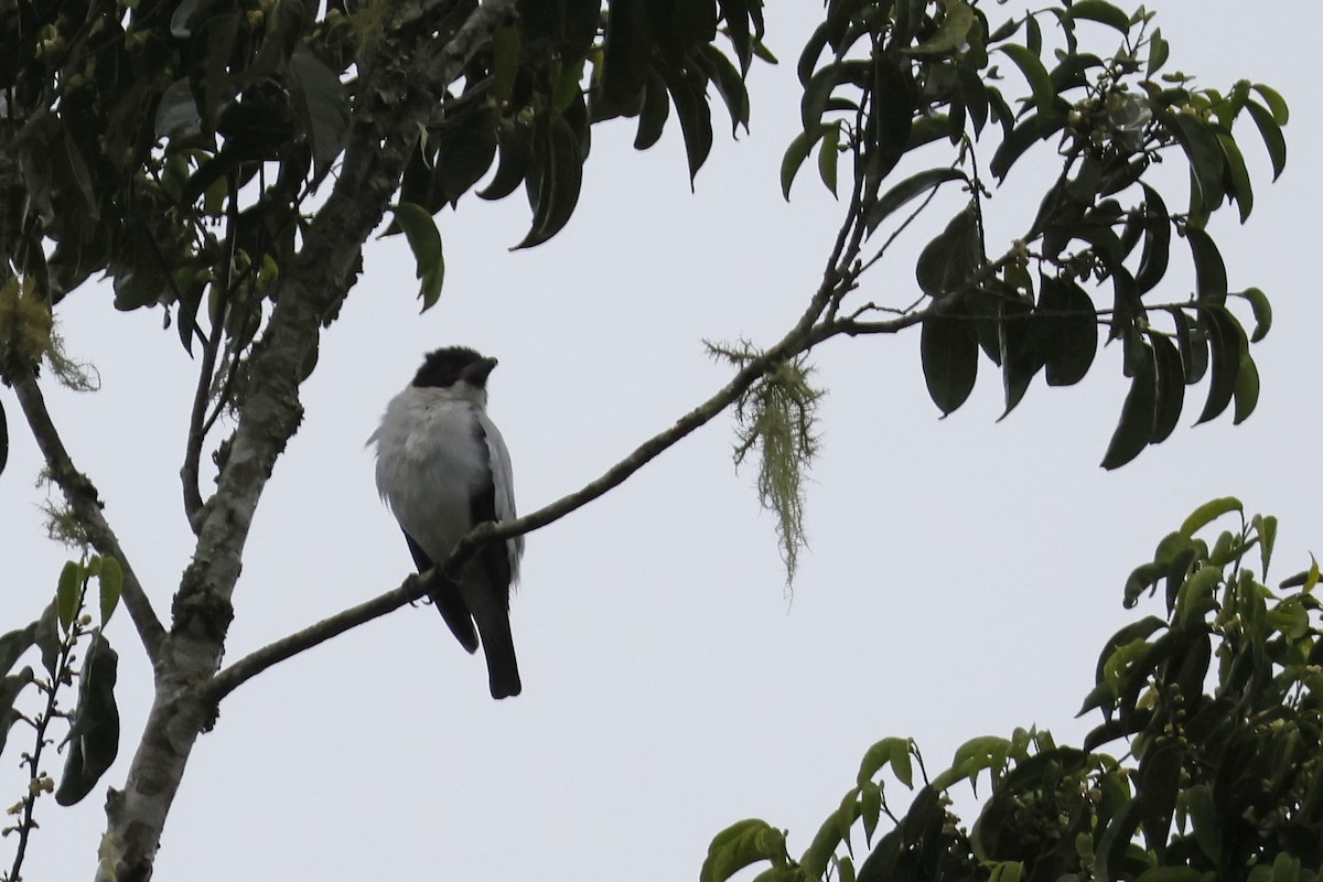 Black-tailed Tityra (Eastern) - ML612445189