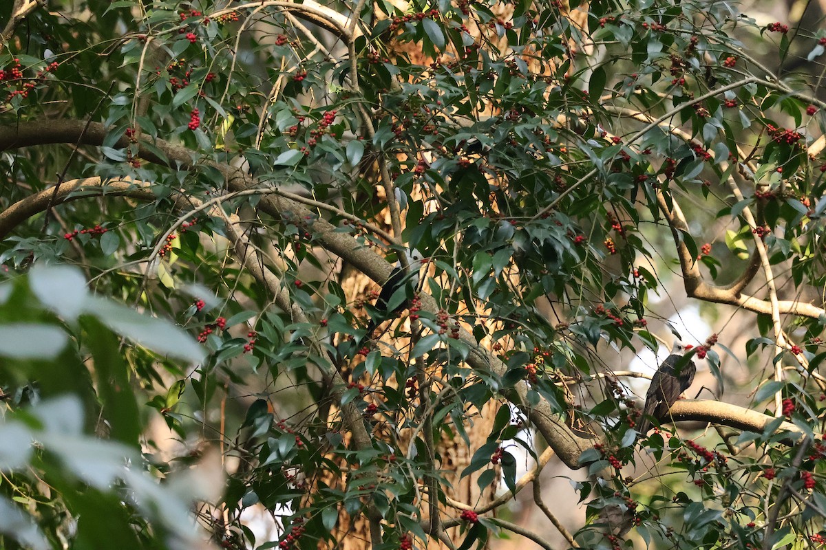 Kırmızı Gagalı Arapbülbülü [leucocephalus grubu] - ML612445275