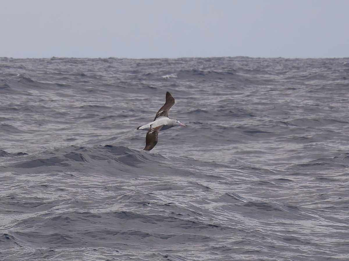 Antipodean Albatross (Gibson's) - ML612445383