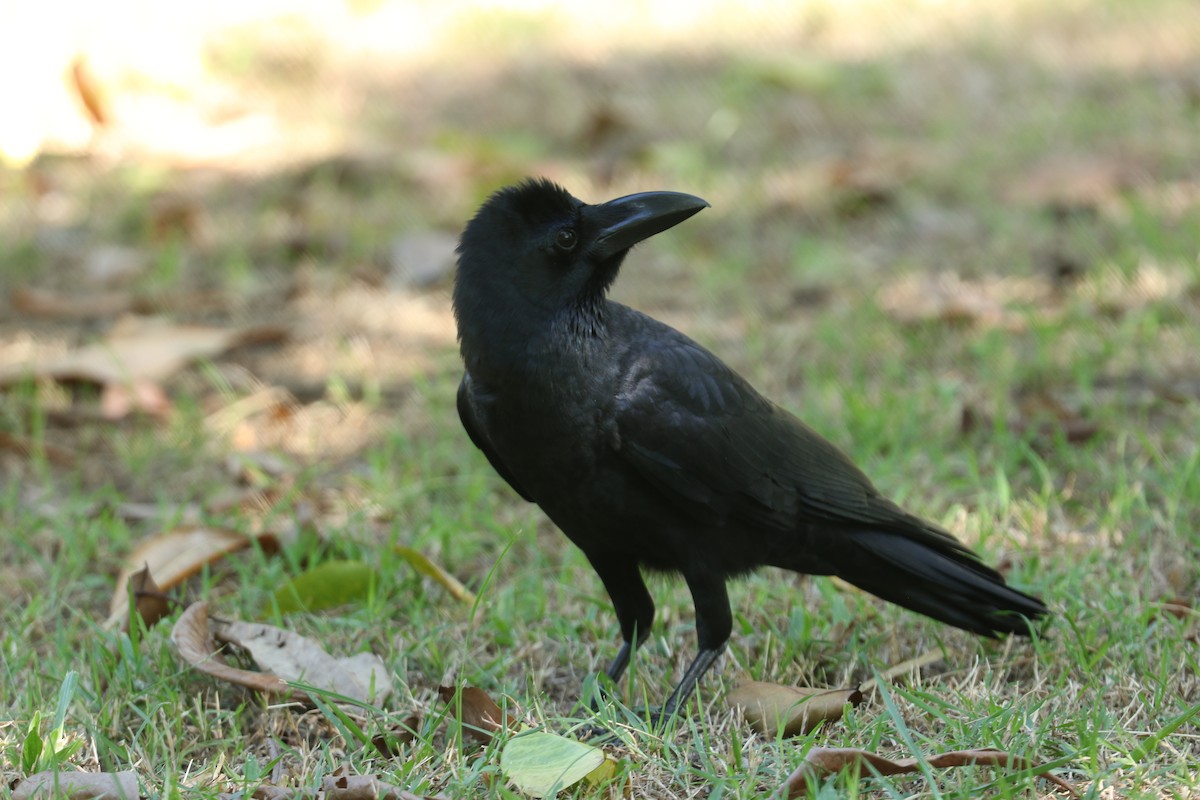 Large-billed Crow - ML612445386