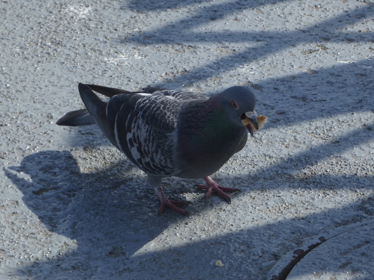 Rock Pigeon (Feral Pigeon) - ML612445470