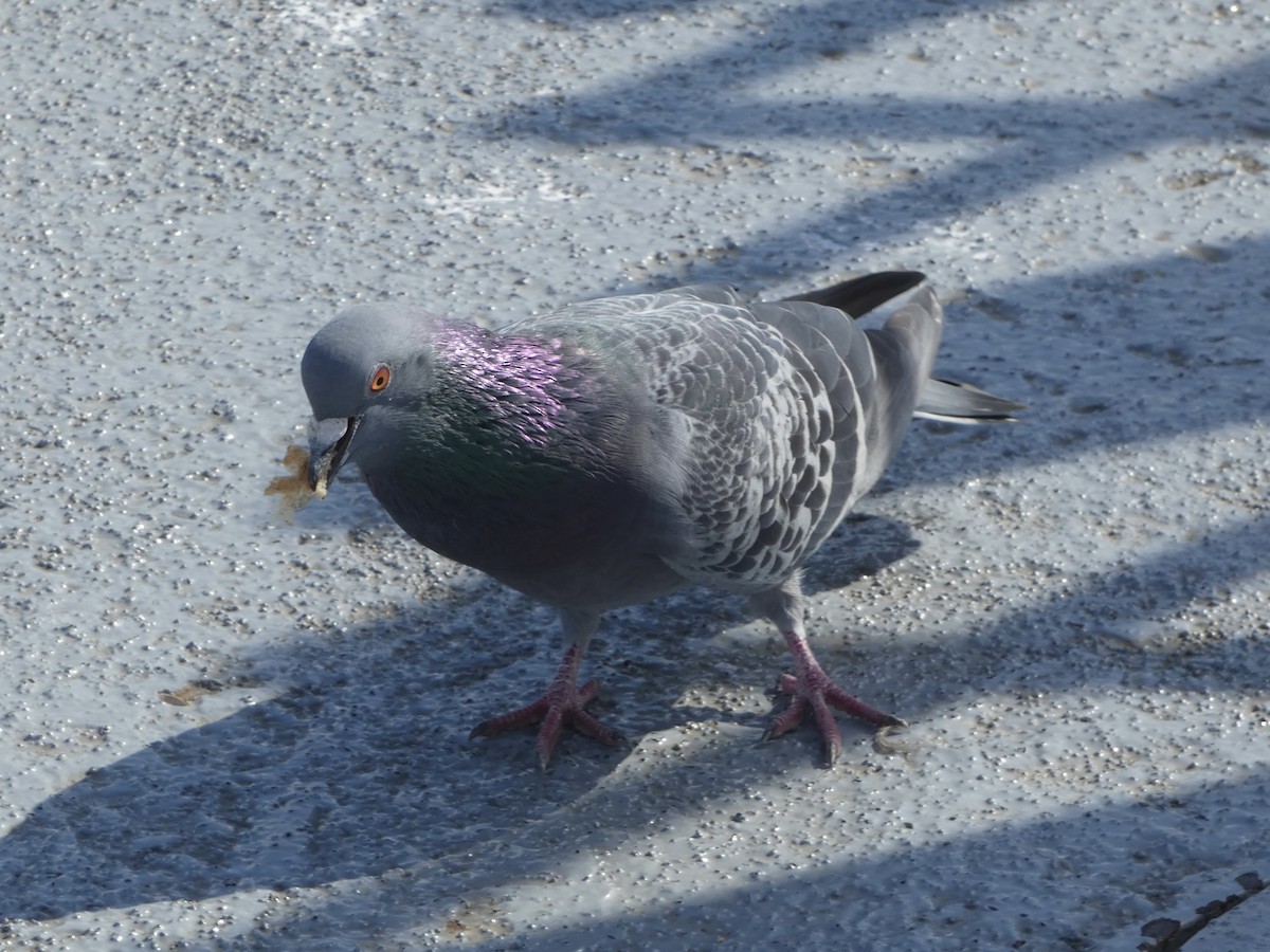 Rock Pigeon (Feral Pigeon) - ML612445471