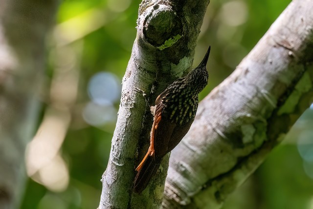 Black-striped Woodcreeper