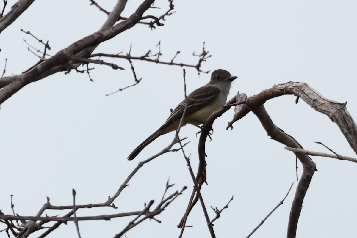 Brown-crested Flycatcher (South American) - ML612445558