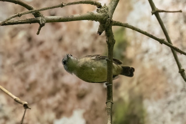 White-flanked Antwren