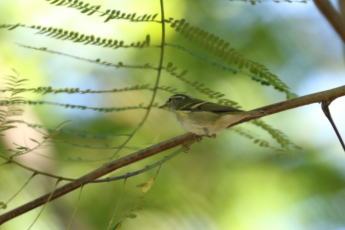 Yellow-browed Warbler - Su Ping Ong