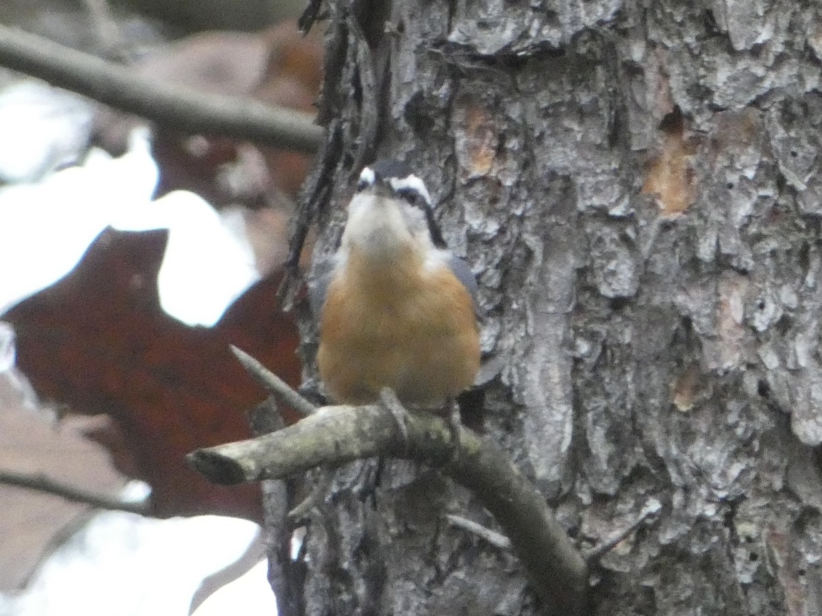 Red-breasted Nuthatch - ML612445657