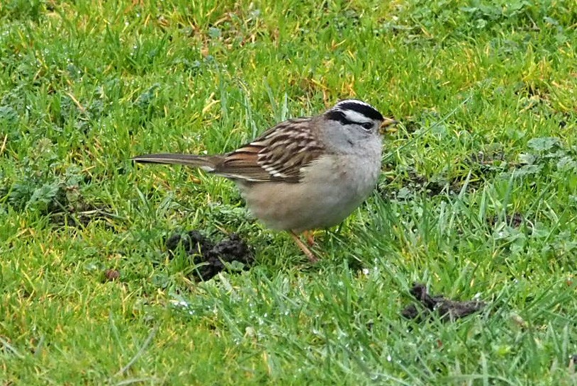White-crowned Sparrow (pugetensis) - ML612445669