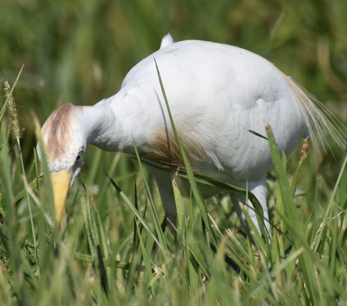 Чапля єгипетська (підвид ibis) - ML612446296