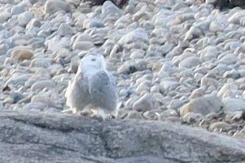 Snowy Owl - ML612446700