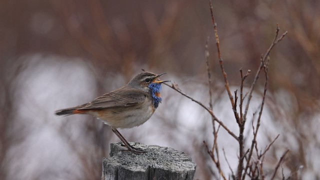 Bluethroat (Red-spotted) - ML612446959