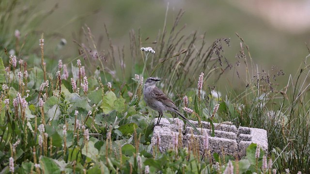 Water Pipit (Western) - ML612447095