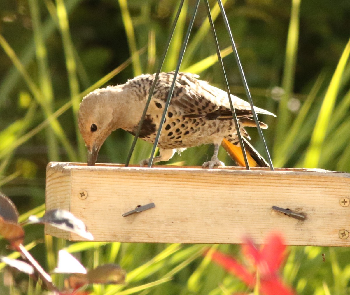 Northern Flicker (Yellow-shafted x Red-shafted) - ML612447470
