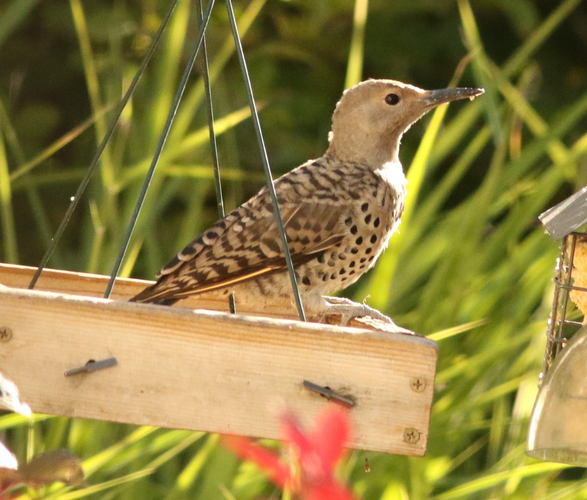 Northern Flicker (Yellow-shafted x Red-shafted) - ML612447472
