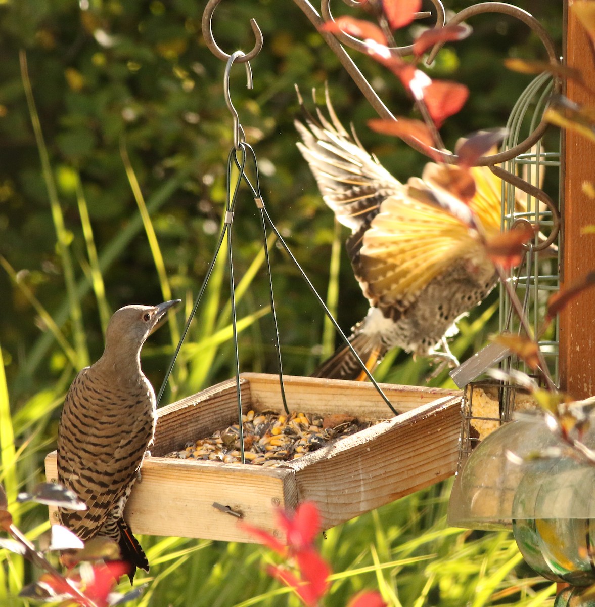 Northern Flicker (Yellow-shafted x Red-shafted) - ML612447474