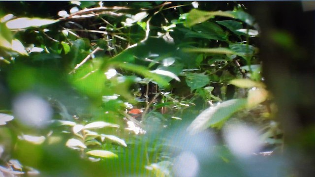 Andaman Kestane Yelvesi - ML612447479