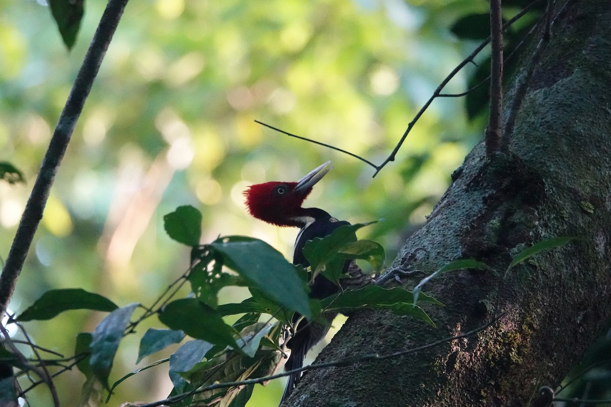 Pale-billed Woodpecker - ML612447579