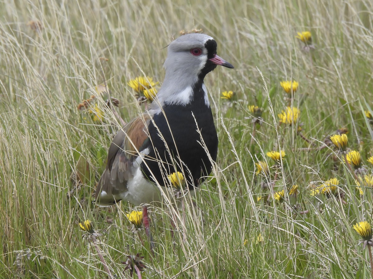 Southern Lapwing - Philip Downey