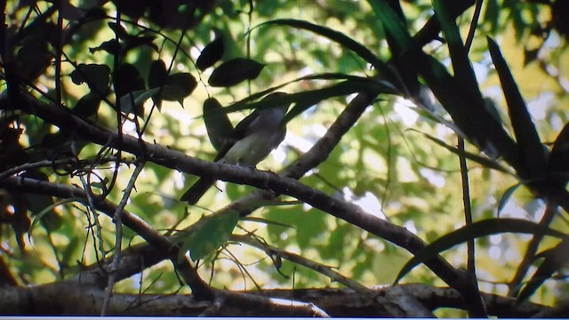 mangroveplystrer - ML612447611