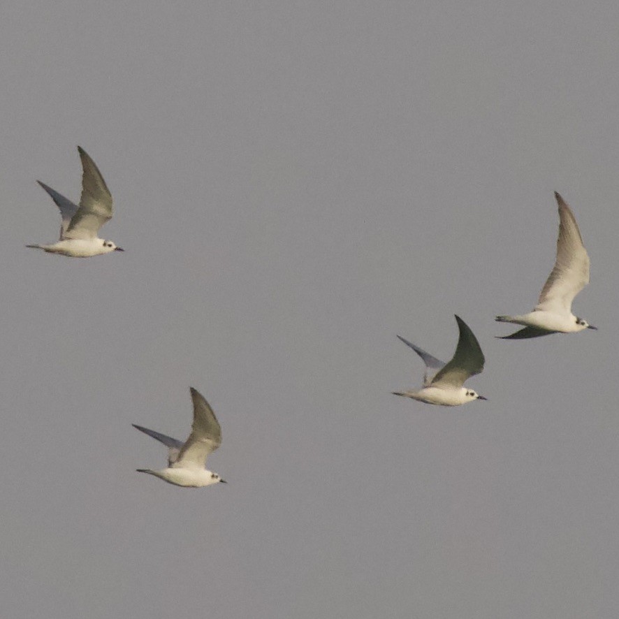 White-winged Tern - ML612447872