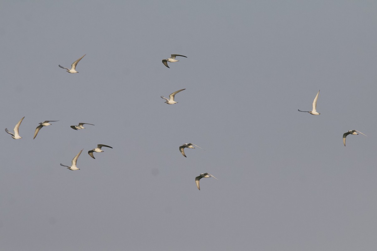 White-winged Tern - ML612447879