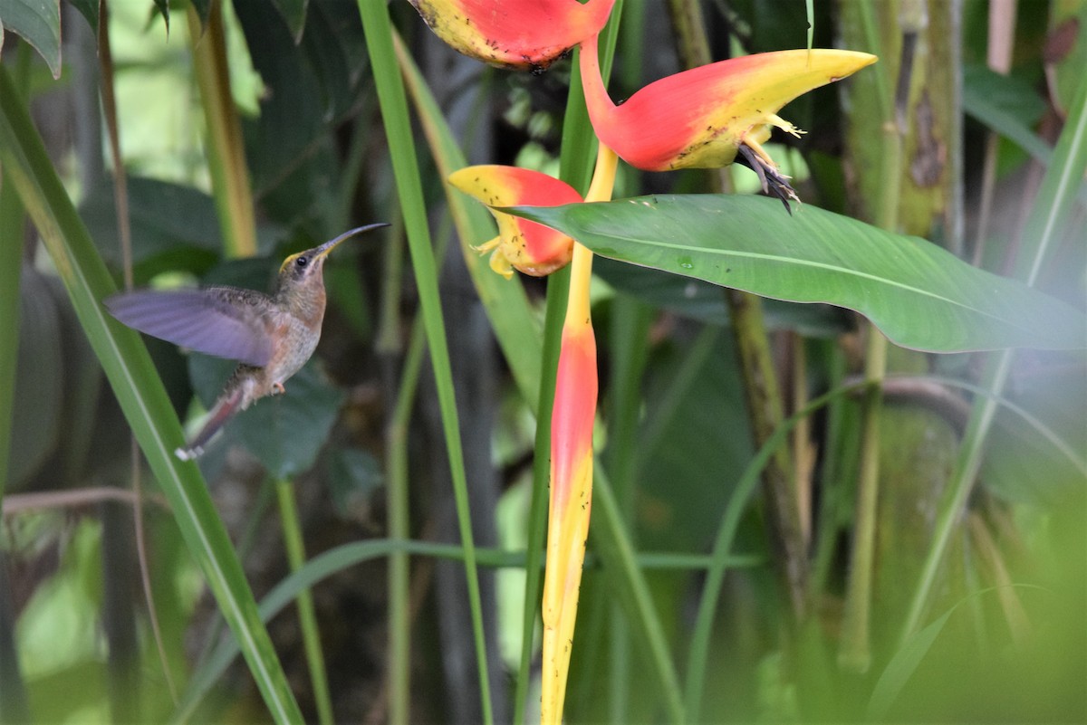 Полосатохвостый колибри-отшельник - ML612447886