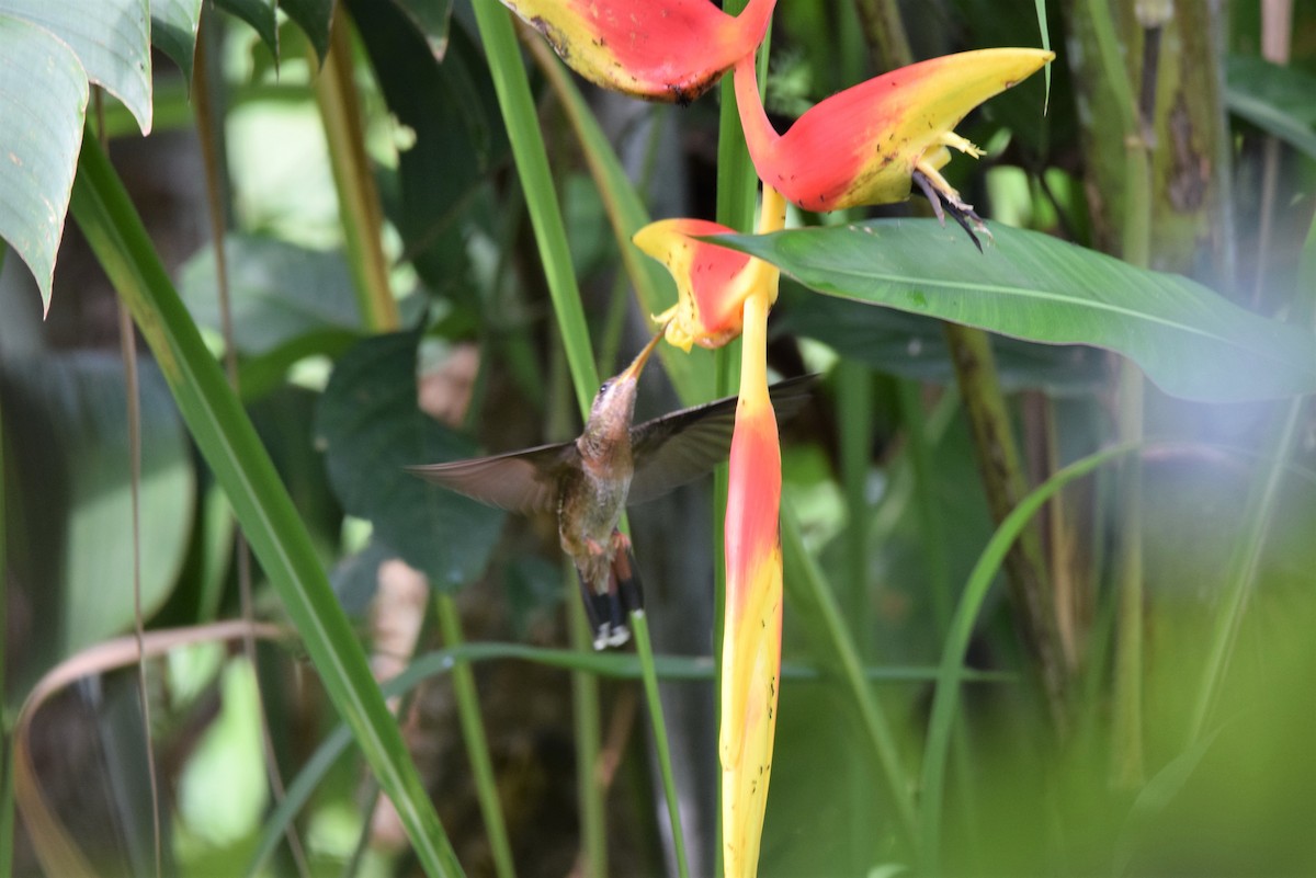 Полосатохвостый колибри-отшельник - ML612447889