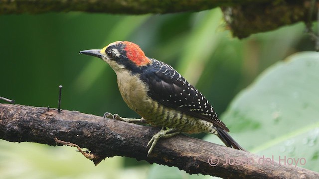 Black-cheeked Woodpecker - ML612447917