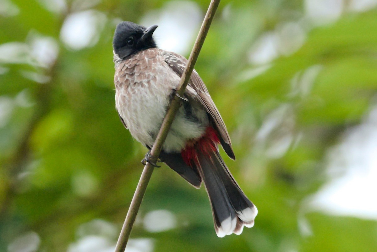 Red-vented Bulbul - ML612448002