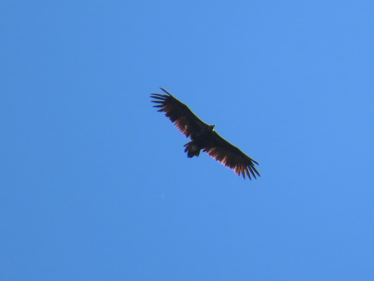 Cinereous Vulture - ML612448368