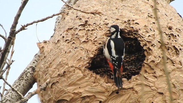Great Spotted Woodpecker - ML612448380