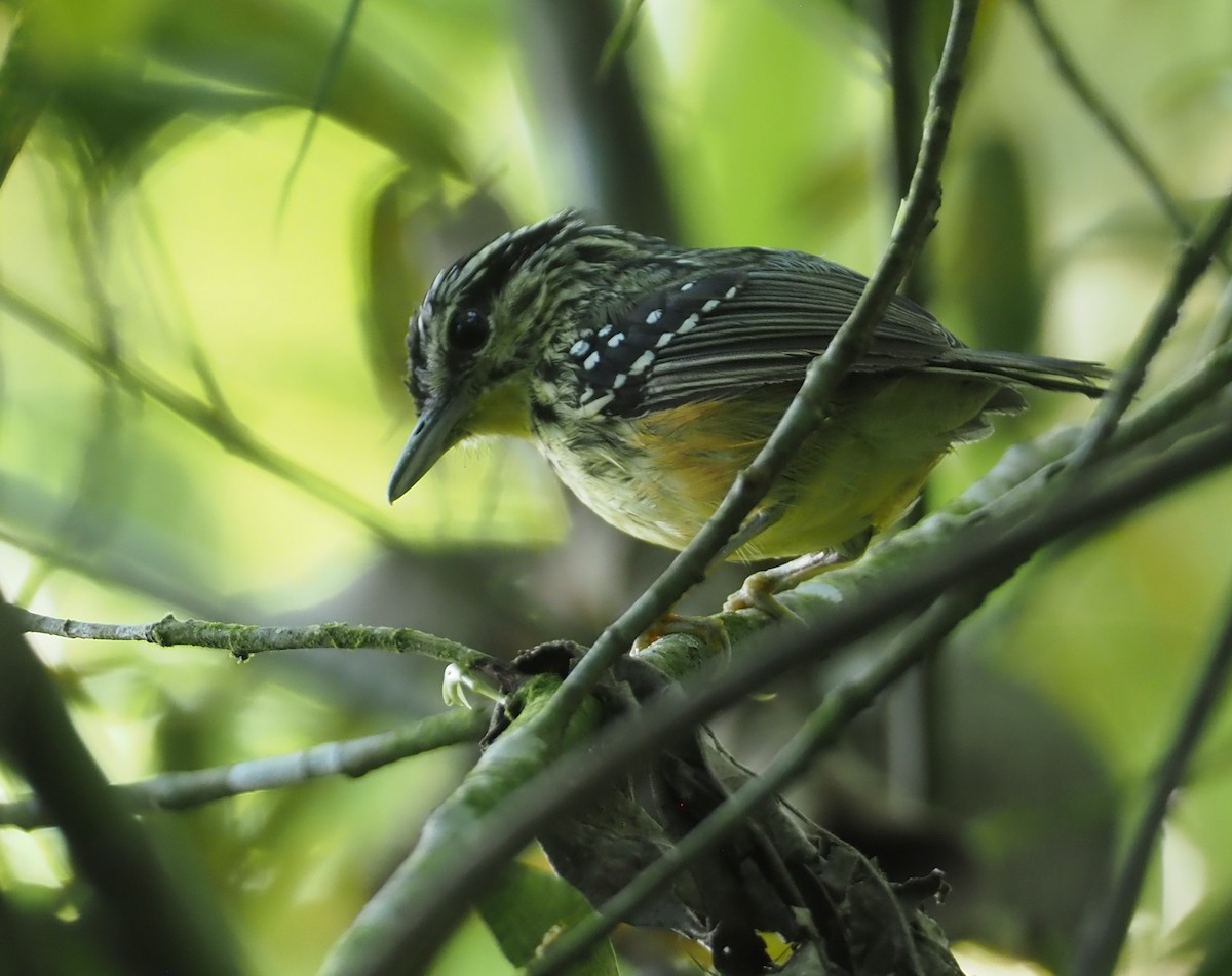 Yellow-breasted Warbling-Antbird - ML612448814