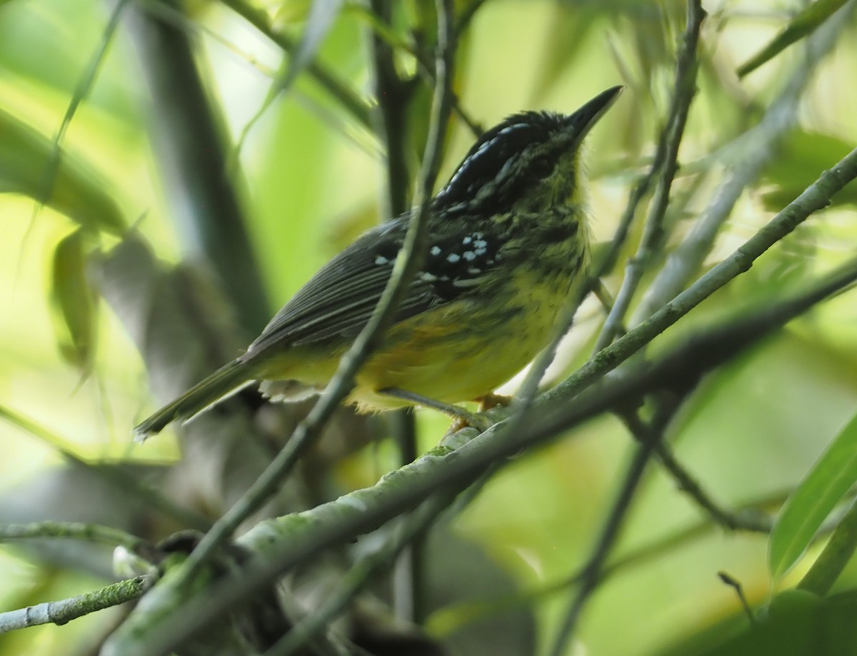 Yellow-breasted Warbling-Antbird - ML612448819