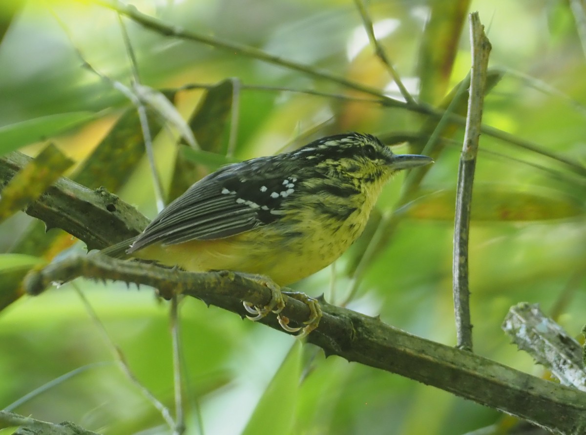 Yellow-breasted Warbling-Antbird - ML612448841
