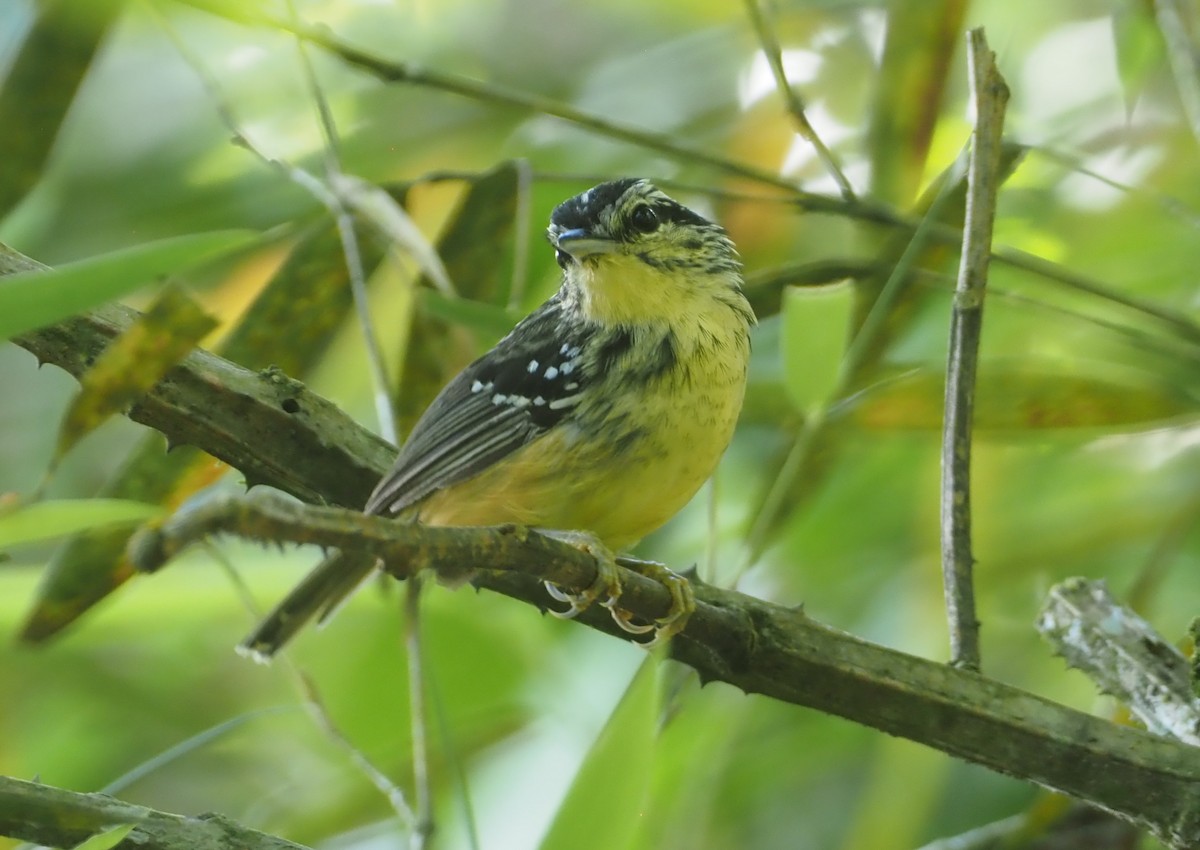 Yellow-breasted Warbling-Antbird - ML612448850