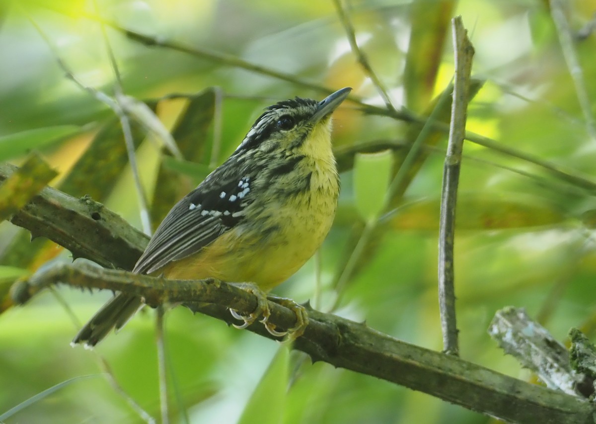 Yellow-breasted Warbling-Antbird - ML612448859