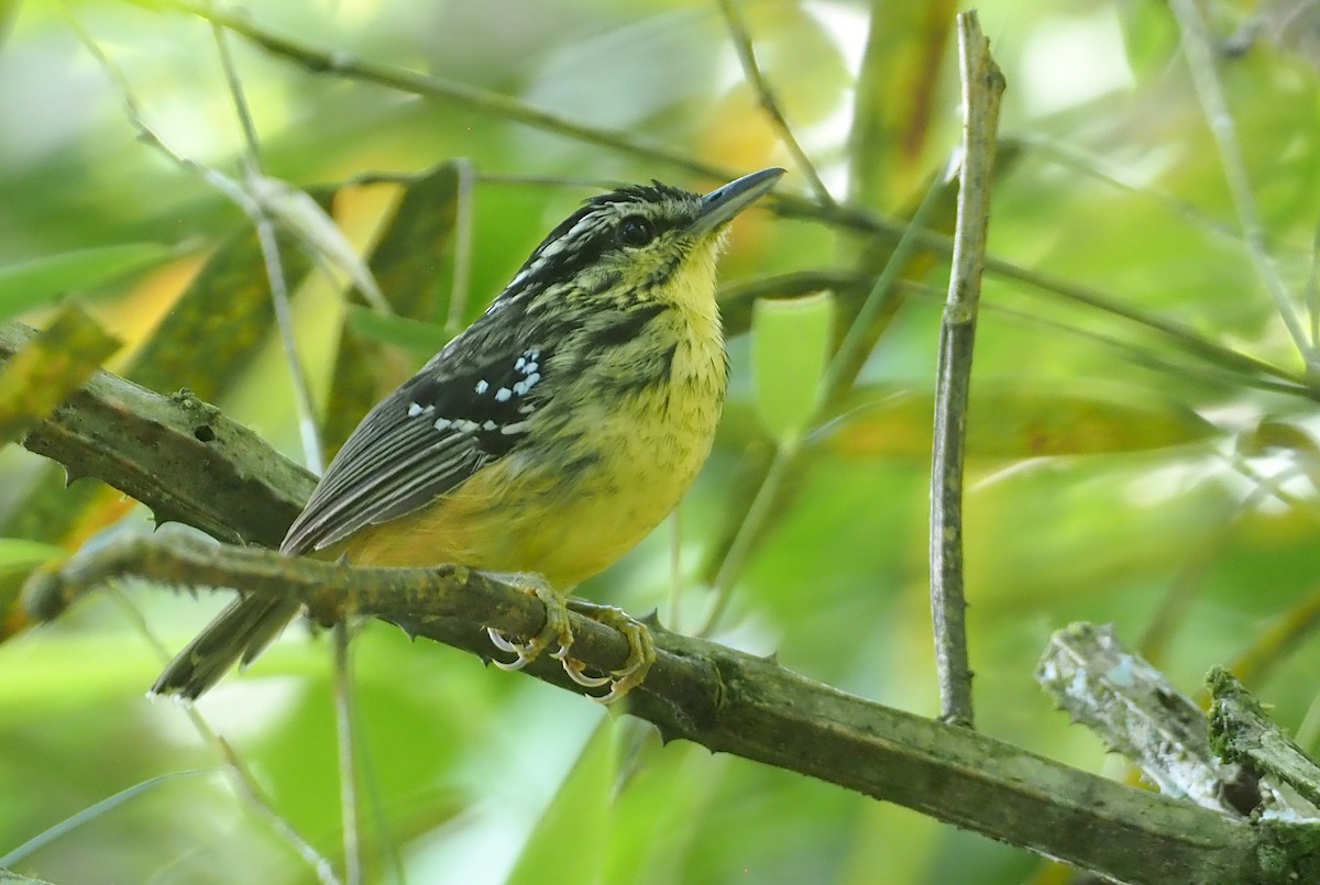 Yellow-breasted Warbling-Antbird - ML612448878