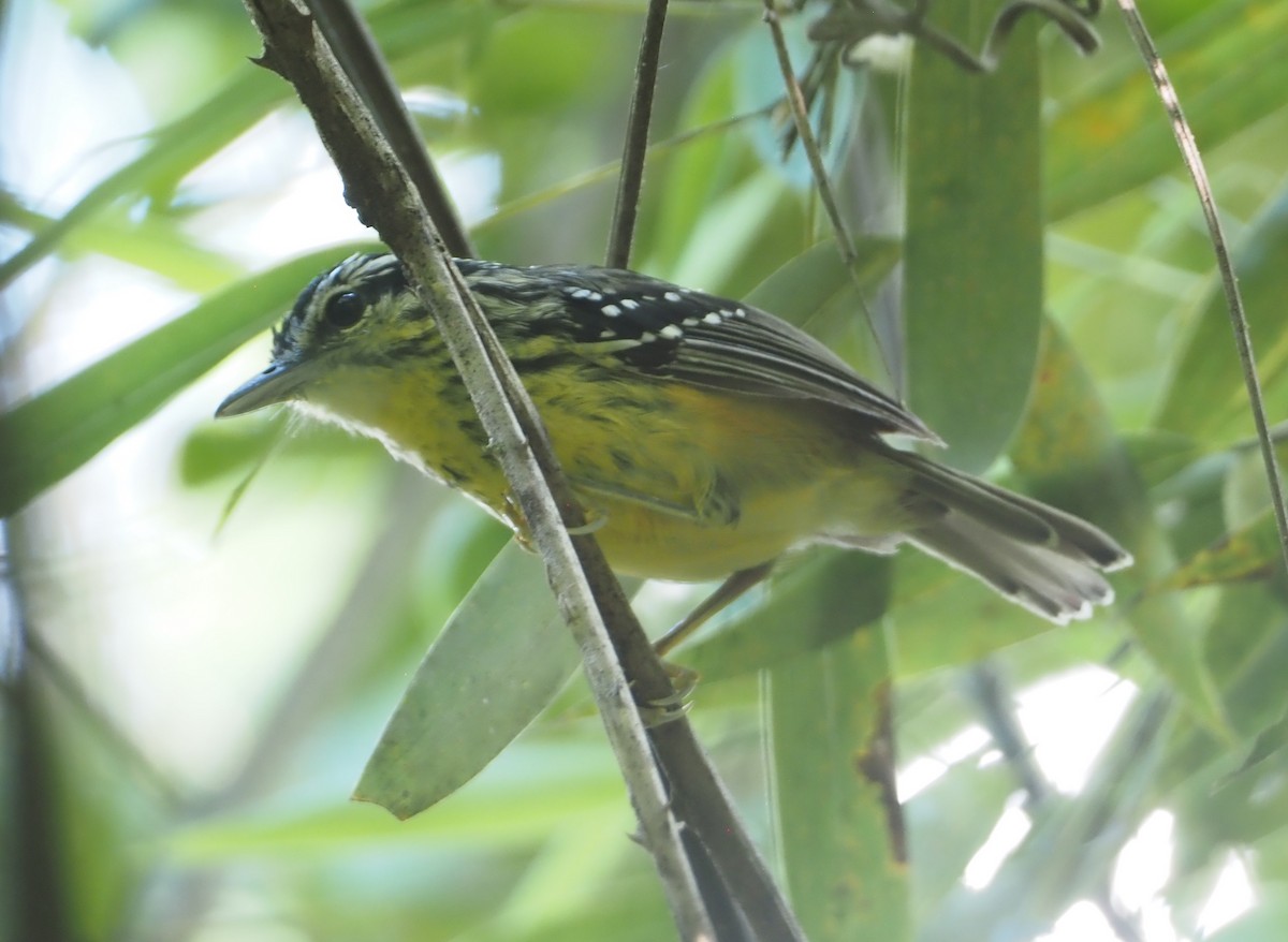 Yellow-breasted Warbling-Antbird - ML612448889