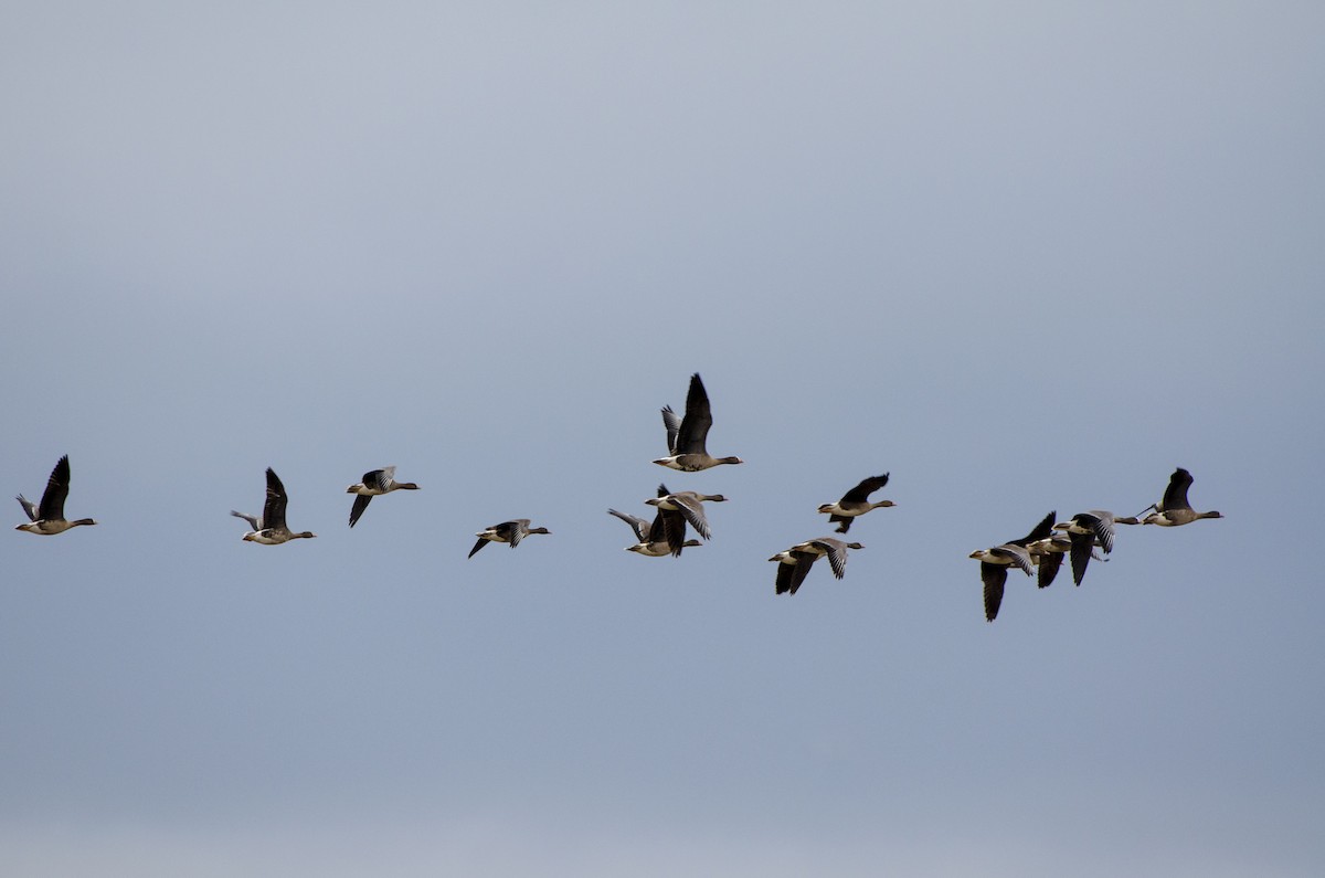 Lesser White-fronted Goose - ML612449001