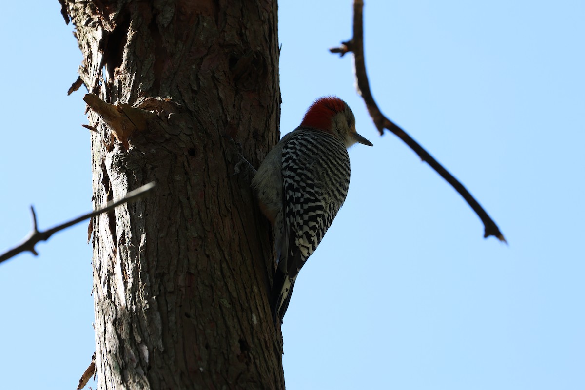 Red-bellied Woodpecker - ML612449354