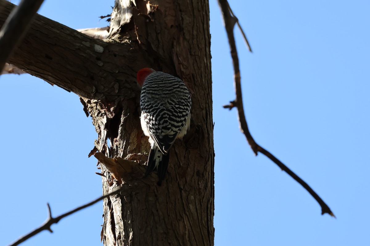 Red-bellied Woodpecker - ML612449355