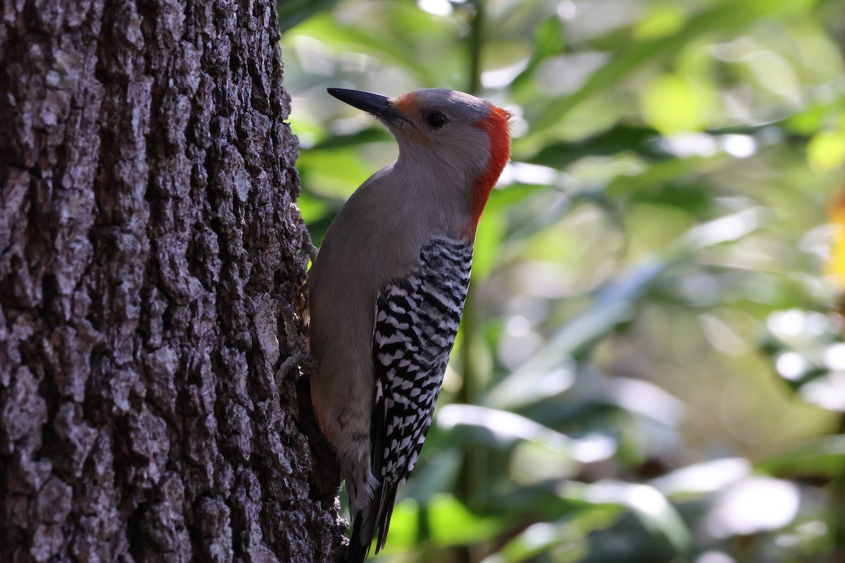 Red-bellied Woodpecker - Ben Goldberg